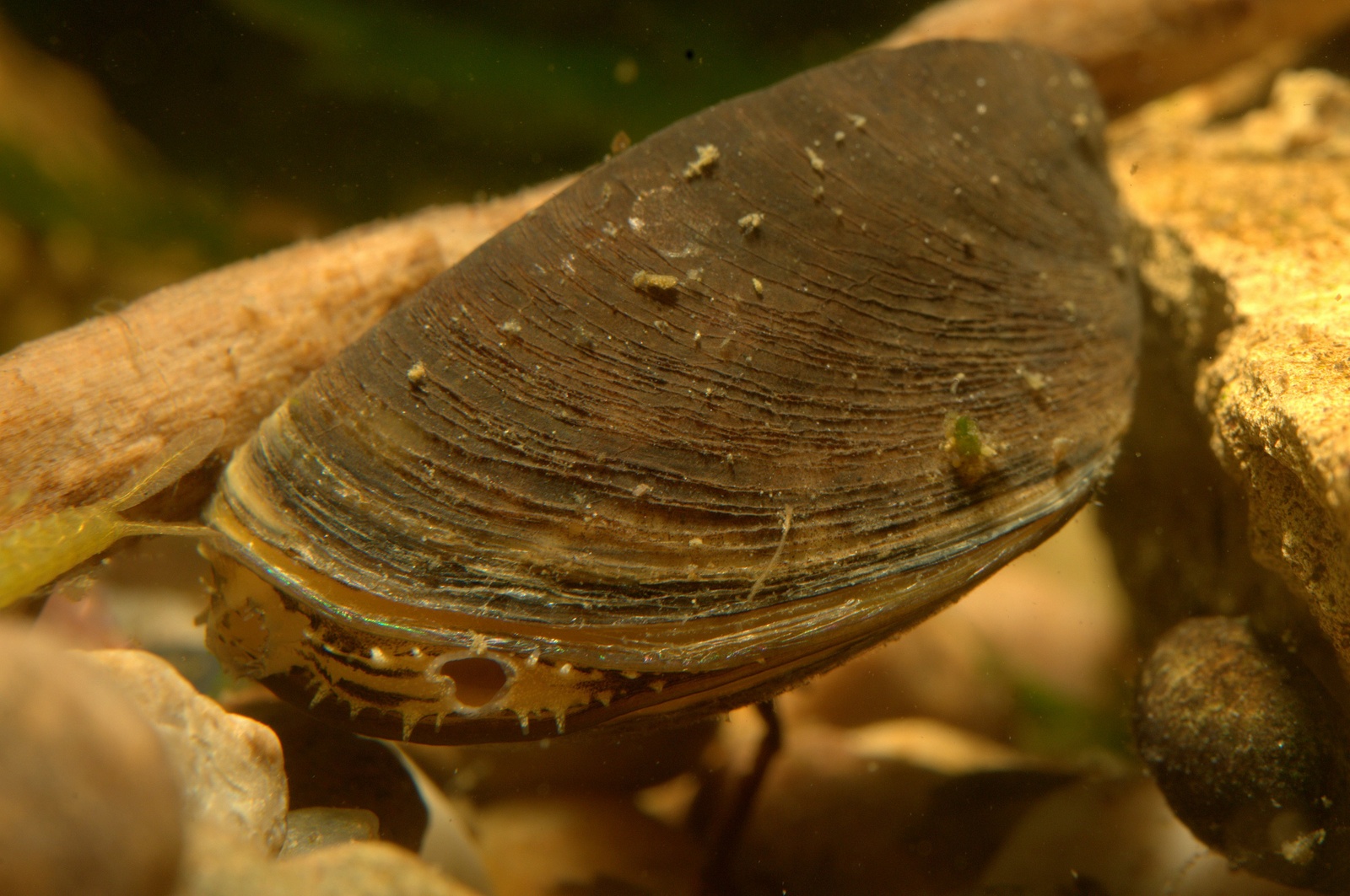 Представитель Семейства Dreissenidae